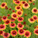 Gaillardia, Drought-tolerant perennial