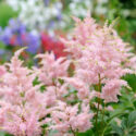 Astilbe, Pink Astilbe in the Garden, Hardy Perennials, Shade Perennials