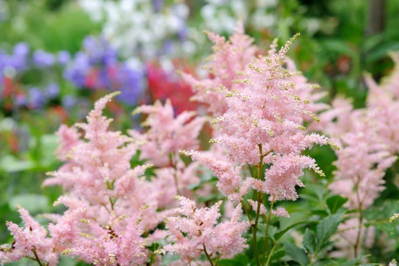 Astilbe, Pink Astilbe in the Garden, Hardy Perennials, Shade Perennials