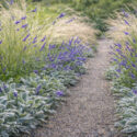 Plant combination, Stachys byzantina, lavender, stipa, hebe