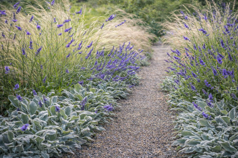 Plant combination, Stachys byzantina, lavender, stipa, hebe