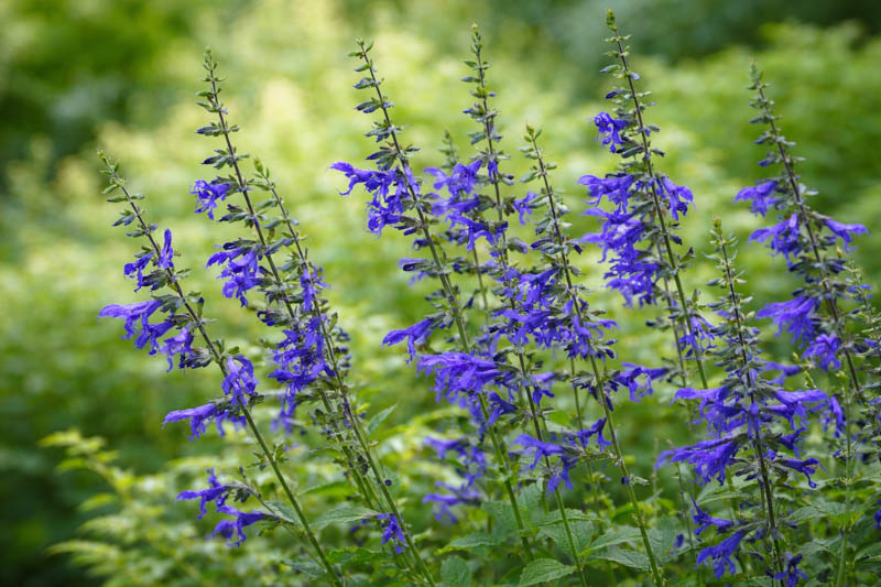 Salvia guaranitica, anise-scented sage, hummingbird sage