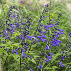 Salvia guaranitica, anise-scented sage, hummingbird sage