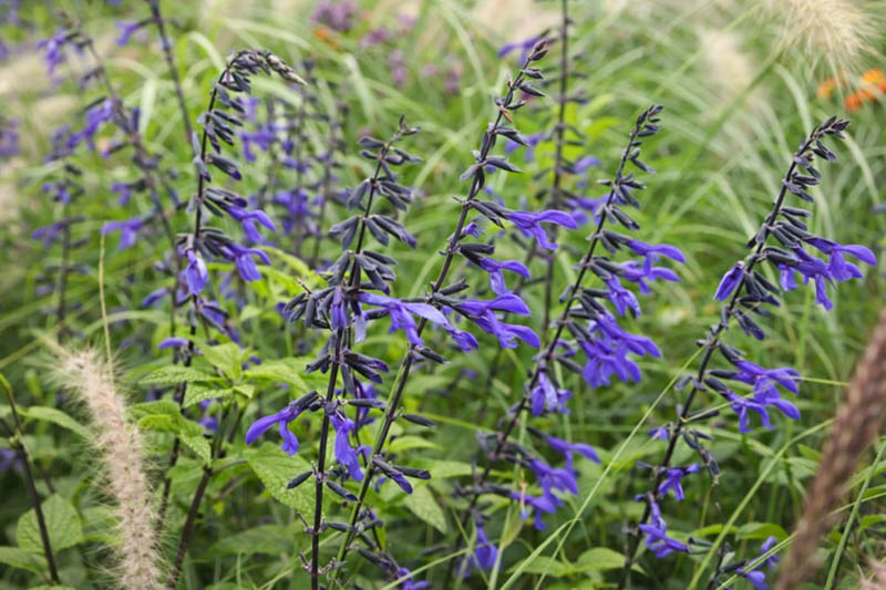 Salvia guaranitica, anise-scented sage, hummingbird sage
