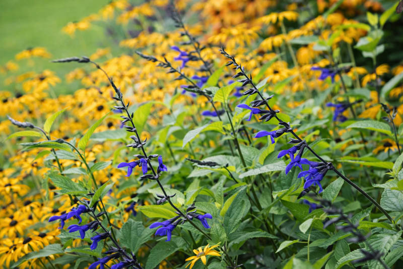 Salvia guaranitica, anise-scented sage, hummingbird sage
