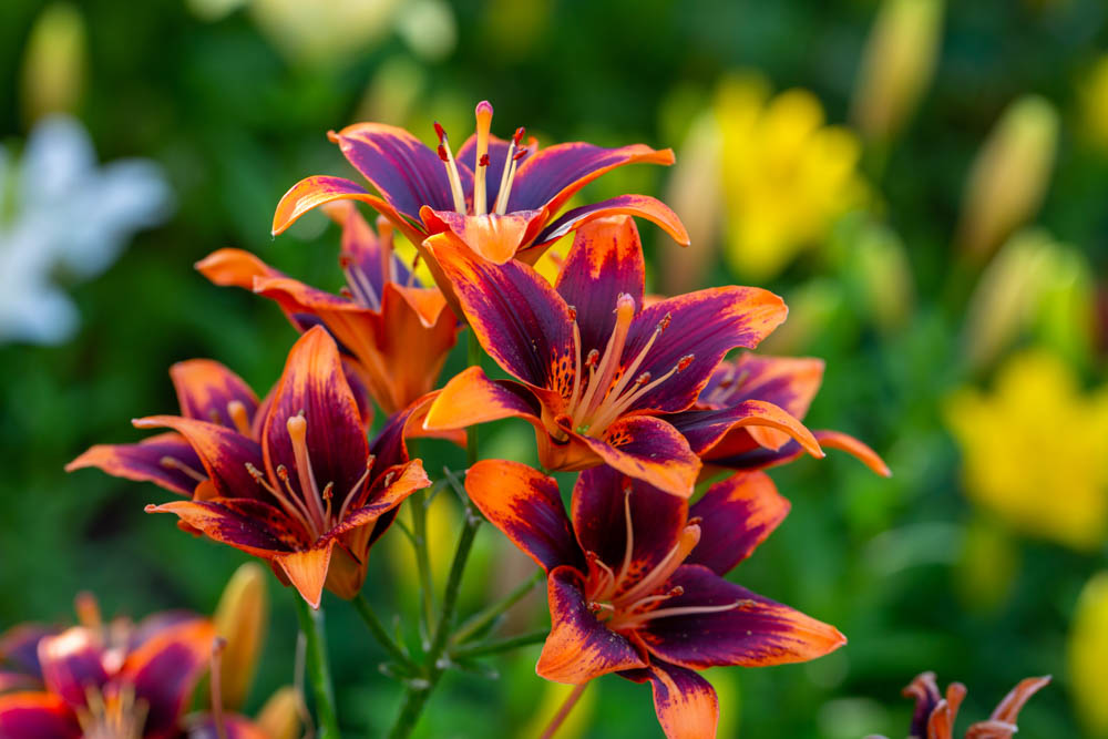 Lily, Lilies, Lilium
