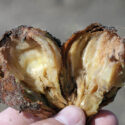 Bulb rot, Basal rot, Bulb decay, Soft rot, Root rot, Crown rot