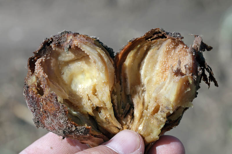 Bulb rot, Basal rot, Bulb decay, Soft rot, Root rot, Crown rot