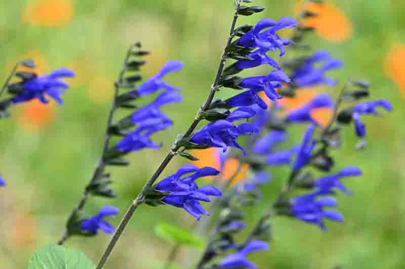 Salvia guaranitica, anise-scented sage, hummingbird sage