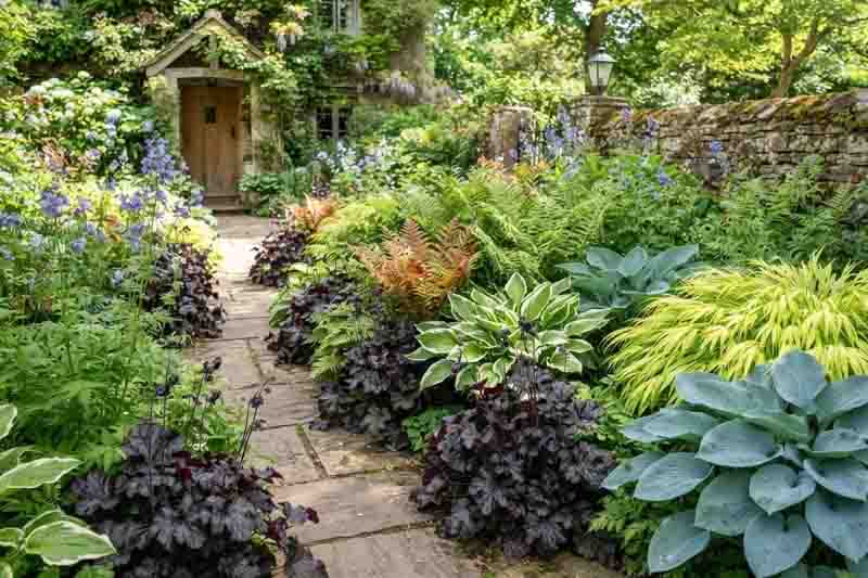 Heuchera, Polemonium caerula , Polystichum setiferum, Hosta 'Patriot'