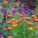 Blue salvia horminum (viridis) with Bright orange calendula in a garden border