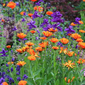 Blue salvia horminum (viridis) with Bright orange calendula in a garden border