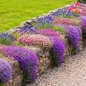 wall covered with carpet forming perennials - Aubrieta, Saxifraga and Muscari