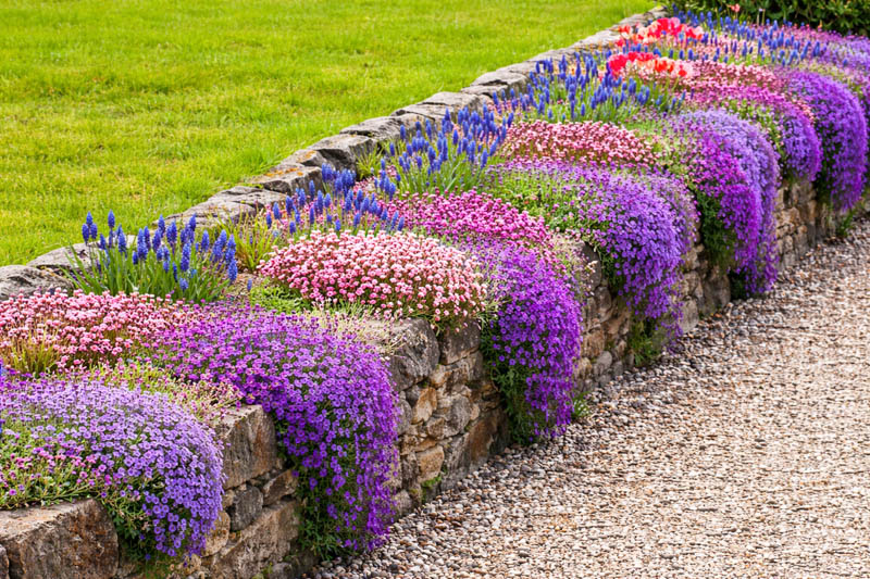 wall covered with carpet forming perennials - Aubrieta, Saxifraga and Muscari