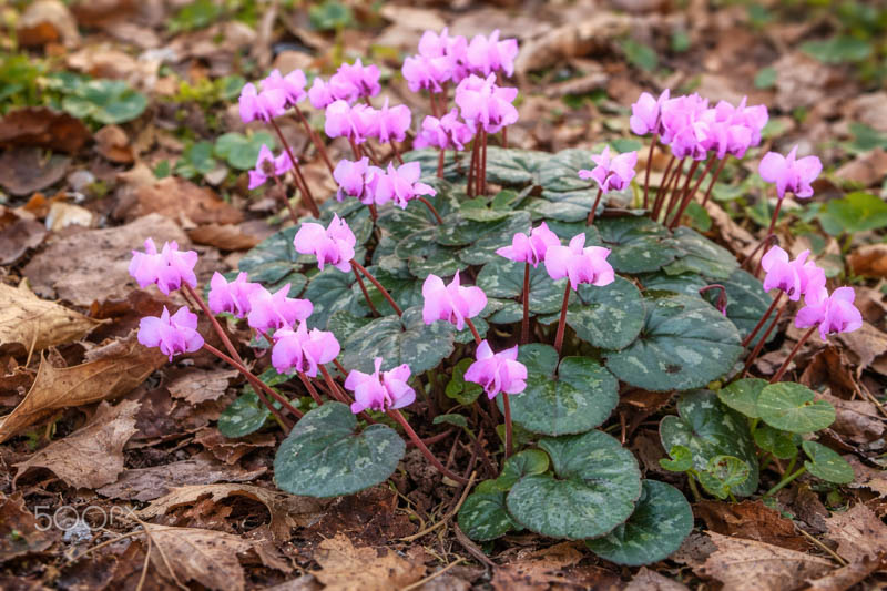 Cyclamen Coum, Persian Violet, Sowbread, Eastern Cyclamen, Round-Leaved Cyclamen, early flowering bulb, winter bulb, Pink flowering bulb, White flowering bulb