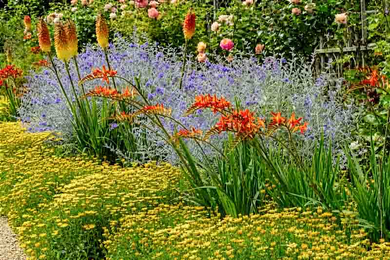 Summer garden idea with Anthemis tinctoria, Crocosmia, Kniphofia and Perovskia
