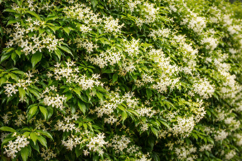 Asiatic Jasmine, Asian Star Jasmine, Trachelospermum asiaticum climbing a wall