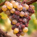 Botrytis Bunch Rot on Grapes
