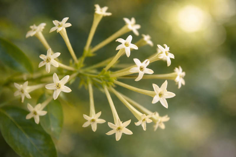 Cestrum nocturnum, Delicate night-blooming jasmine flowers