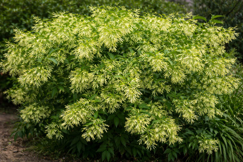 Cestrum nocturnum, Vibrant night-blooming jasmine in full bloom