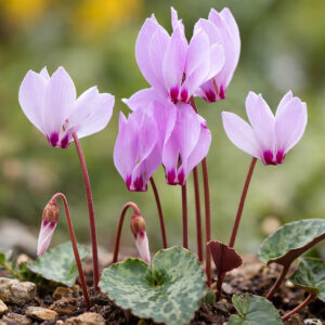 Cyclamen Cilicium, Cilician Cyclamen, Hardy Cyclamen, Turkish Hardy Cyclamen, Sowbread, Persian Violet, Hardy Cyclamen, Fall flowering bulb, Pink flowering bulb, White flowering bulb