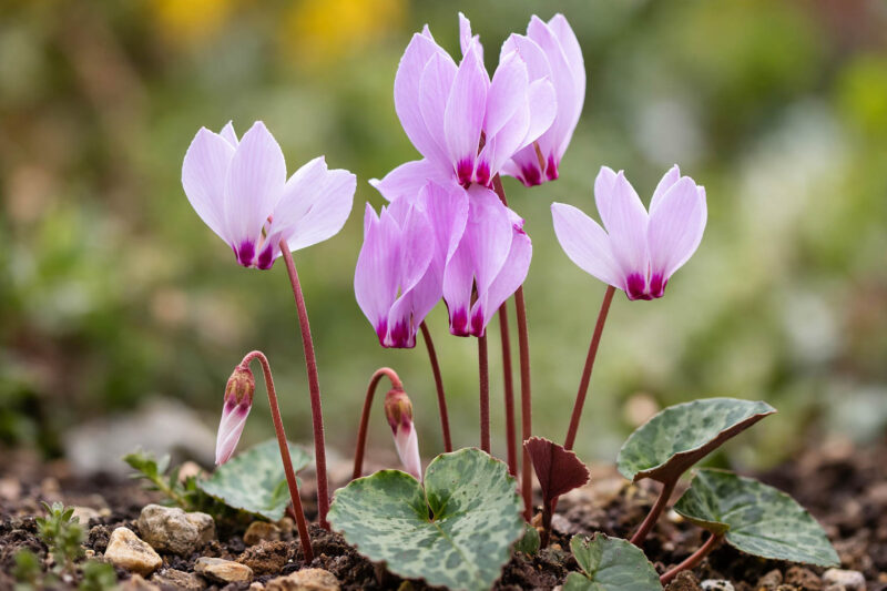 Cyclamen Cilicium, Cilician Cyclamen, Hardy Cyclamen, Turkish Hardy Cyclamen, Sowbread, Persian Violet, Hardy Cyclamen, Fall flowering bulb, Pink flowering bulb, White flowering bulb