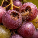 Grape berry moth on grapevine