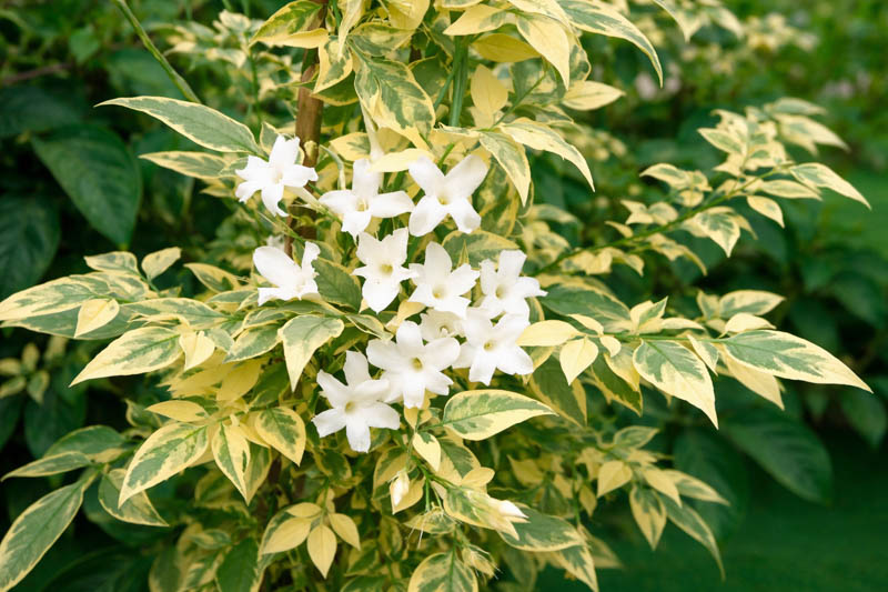 Variegated Jasmine, Jasmine ‘Aureovariegatum’, Jasminum Officinale ‘Aureovariegatum’, Jasminum Officinale ‘Aureum’, Jasminum Officinale Var. Aureovariegatum