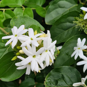 Jasminum multiflorum, downy jasmine, star jasmine, indian jasmine flowers