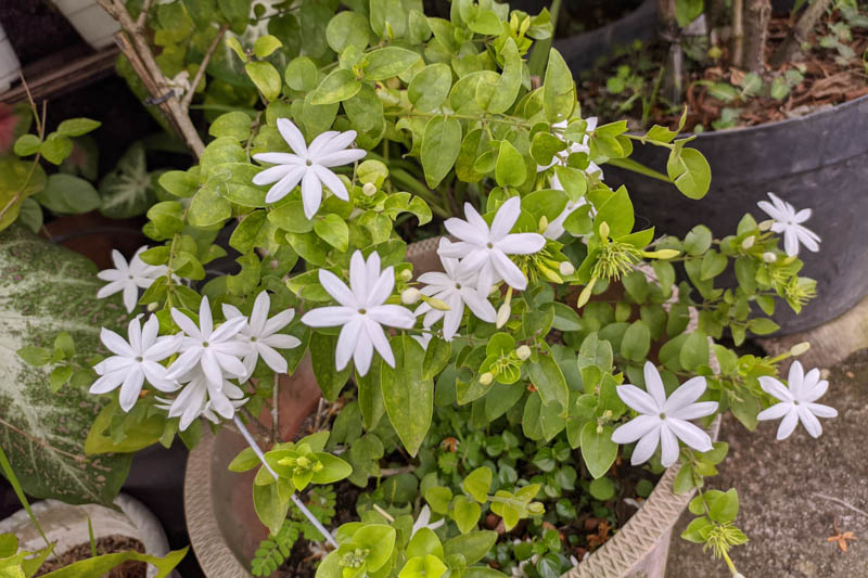 Jasminum multiflorum, downy jasmine, star jasmine, indian jasmine flowers in a pot