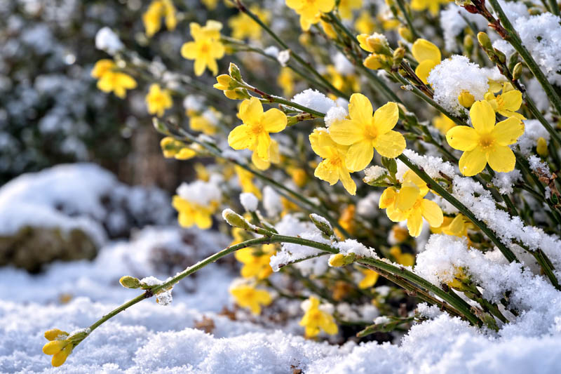 Jasminum nudiflorum, winter jasmine under snow, Best Jasmine for Cold Climates: Top Hardy Varieties
