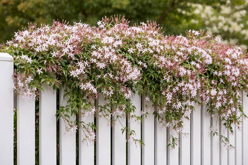 Jasminum polyanthum, Pink Jasmine, over a white painted fence Optimized