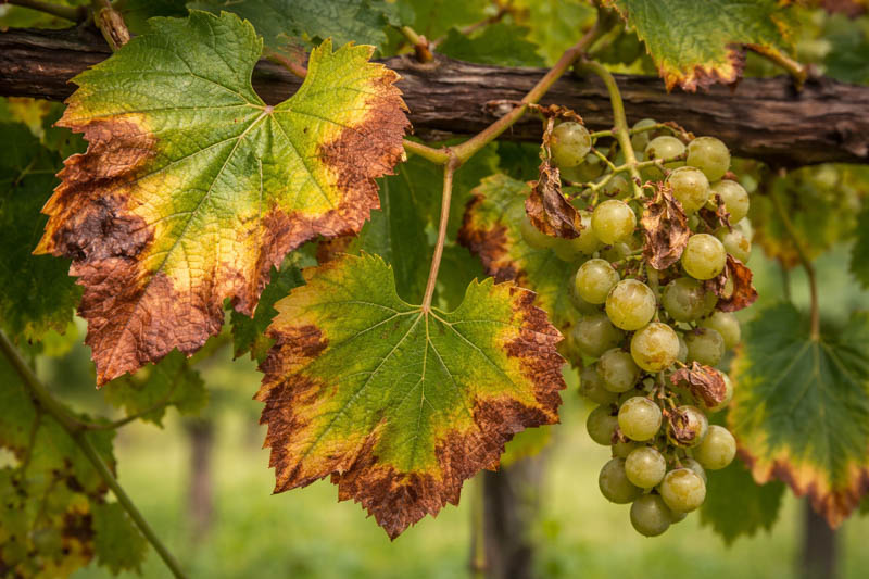 Pierce's disease on grapevine leaves