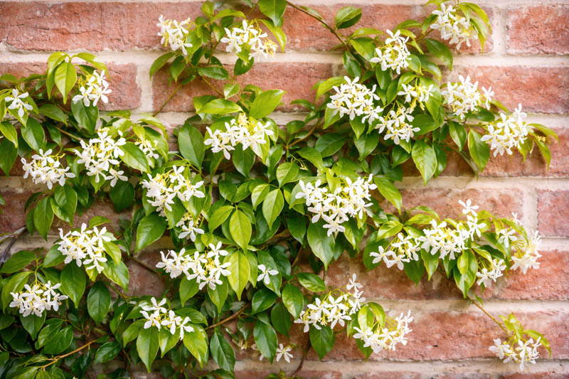 Trachelospermum jasminoides, star jasmine climbing a brick wall