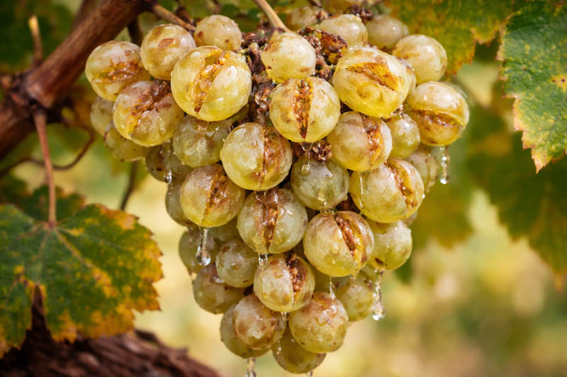 Why Grapes Split Before Harvest
