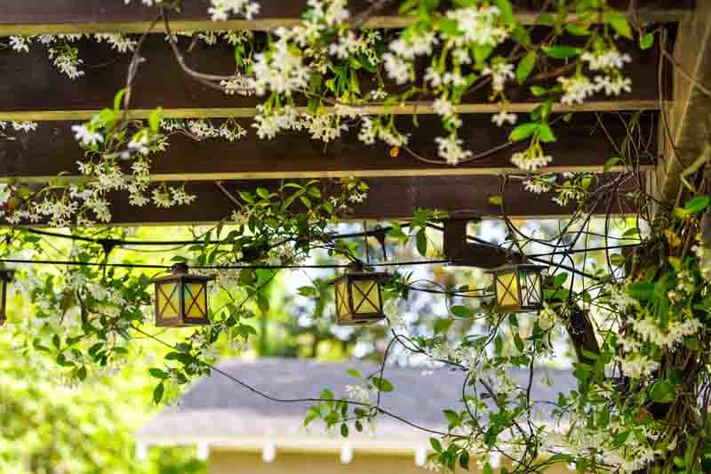 Trachelospermum jasminoides, star jasmine climbing a pergola