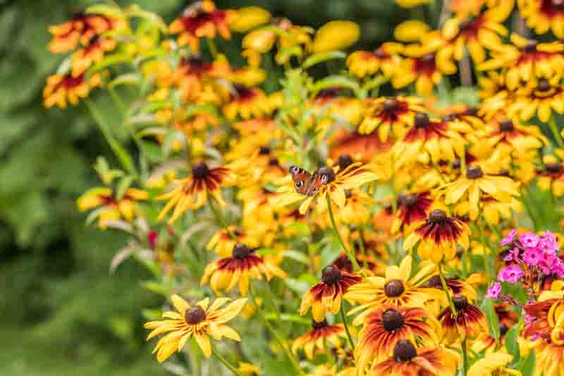 Butterfly on rudbeckias, black eyed Susan
