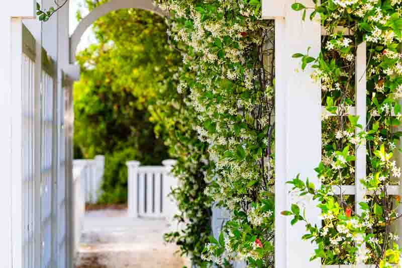 How to Train Jasmine on a Trellis, Growing Jasmine on a trellis