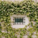 Trachelospermum jasminoides,Star Jasmine, confederate Jasmine in espalier