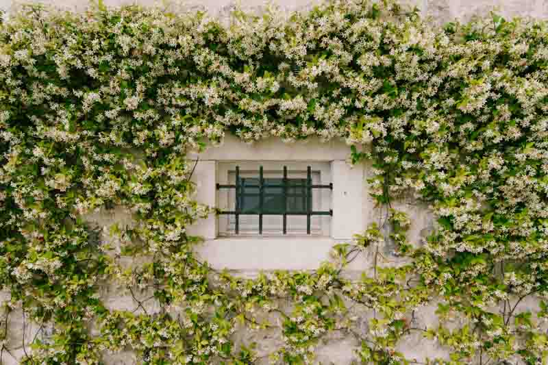 Trachelospermum jasminoides,Star Jasmine, confederate Jasmine in espalier