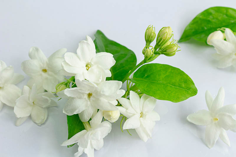 Arabian jasmine or White mogra or Jasminum sambac flower Buds.