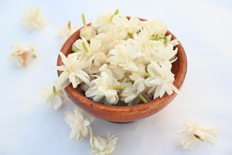 Jasminum sambac flower. The flower may be used as a fragrant ingredient in perfumes and jasmine tea. In India known as Mogra flower and beli flower. Its other names Arabian jasmine and Sambac jasmine.