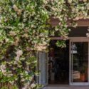 a cozy storefront enveloped in lush, blooming jasmine, with its white flowers and rich green leaves creating a romantic and inviting entrance, set against a Mediterranean town .