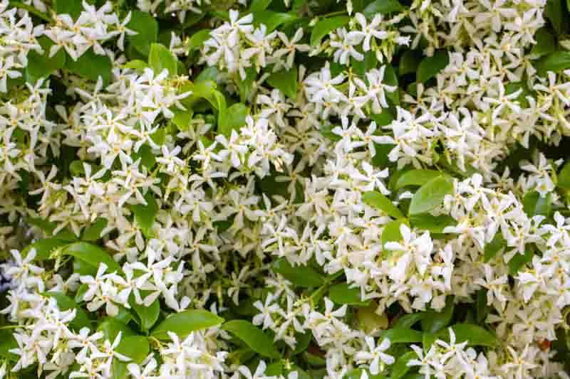 Star Jasmine, Confederate Jasmine, Jasmine, Trachelospermum jasminoides