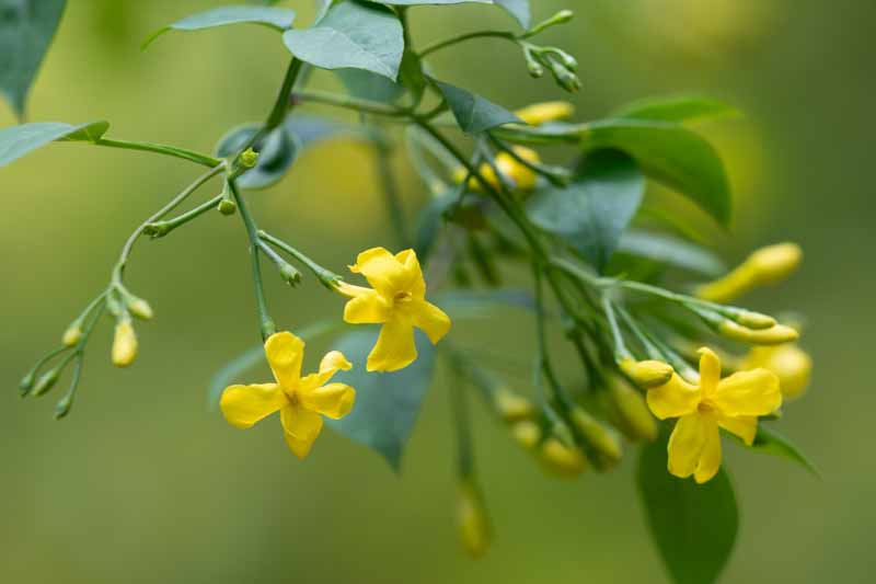 Jasminum humile, Italian Yellow Jasmine, Italian Jasmine, Yellow Jasmine
