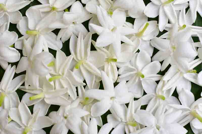 jasminum grandiflorum, spanish jasmine, royal jasmine white flowers and pink buds