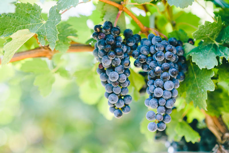 Blue Merlot Grapes in the vineyard