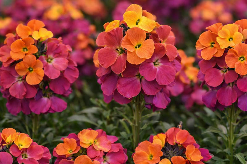 Erysimum Brightside Magenta Glow flowers