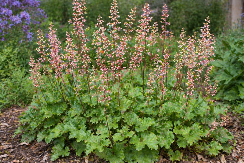 Island Alumroot, Island Alum Root, Island Alum, Island Coral Bells, Channel Islands Coral Bells, Jill Of The Rocks, Giant Alumroot