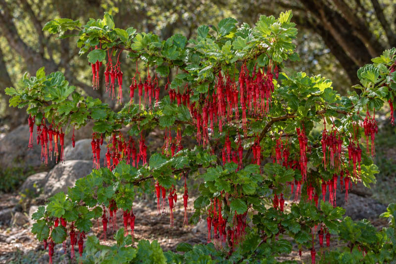 Ribes speciosum, Fuchsia-flowered Gooseberry, Fuchsiaflower Gooseberry, Fuchsia-flowering Gooseberry, Fuchsia Flowered Gooseberry, Fuchsia-flowered Ribes, Specious Currant, Specious Gooseberry